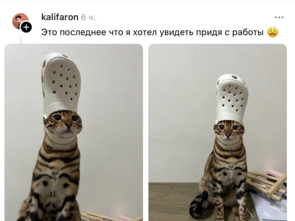 Мем: Котья морда угодила в жуткую ловушку., henh