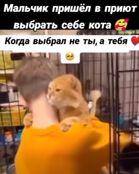 Мем, immar