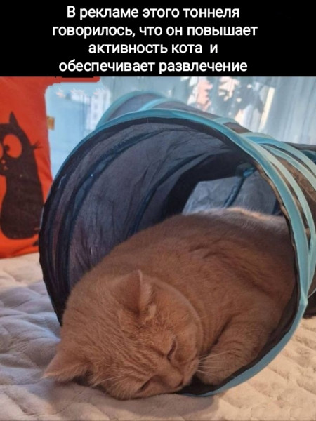 Мем, Рысь