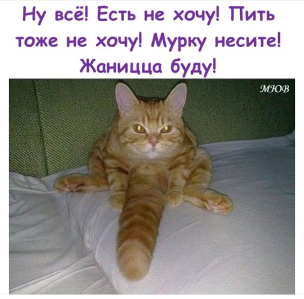 Мем, immar