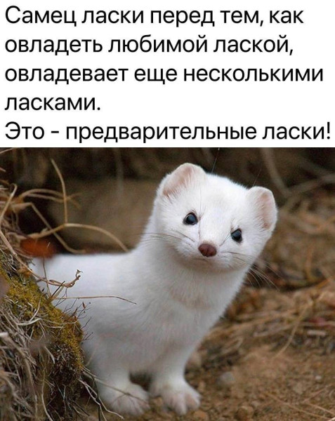 Мем, Ю
