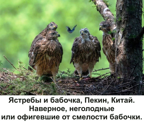 Мем, Тьмуша