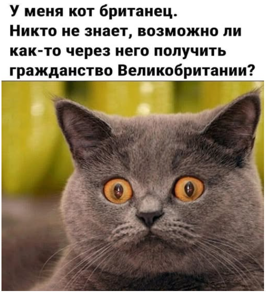 Мем, immar Мем, immar