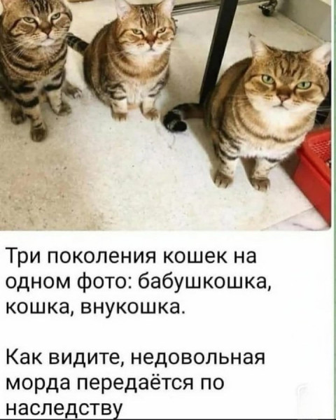 Мем, Hendry Мем, Hendry