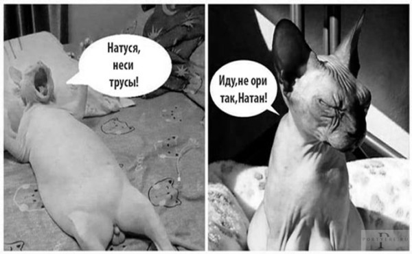 Мем: Натасфера, а чтоб не запутаться Мем: Натасфера, а чтоб не запутаться