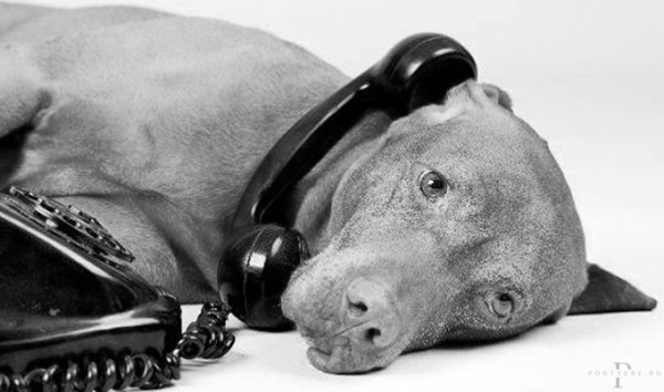 Мем: Где пребывает верность