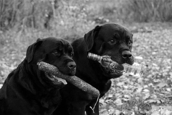 Мем: Лучшие друзья