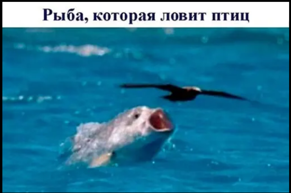 Мем, михельсон