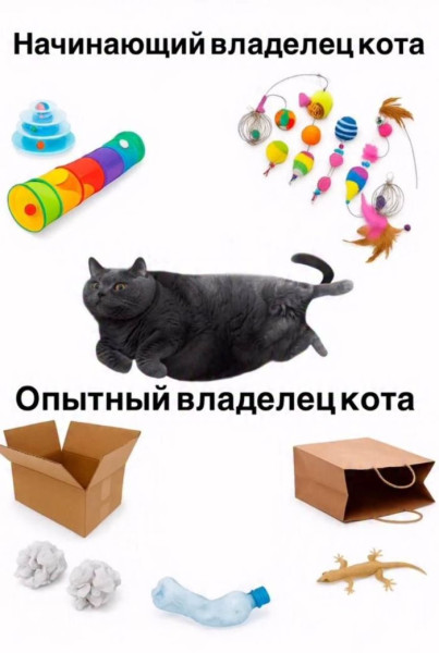 Мем: Владельцы котов., henh