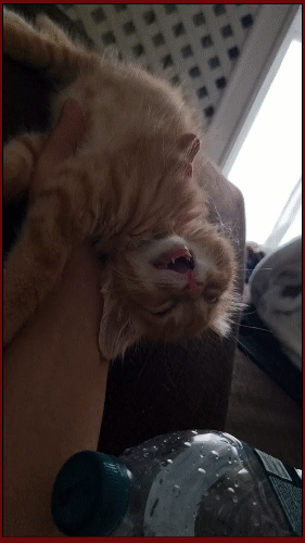 Мем: Что вы, кожаные, знаете об усталости?, Серж Скоров Мем: Что вы, кожаные, знаете об усталости?, Серж Скоров