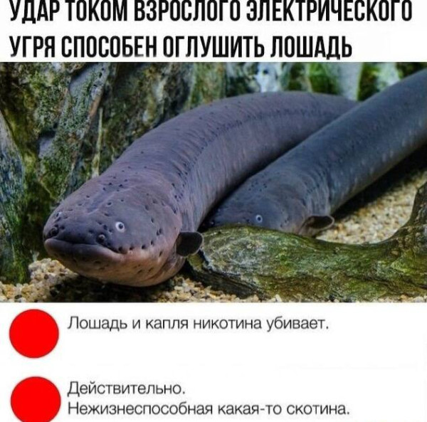 Мем, Смехалка