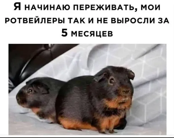 Мем, Смехалка