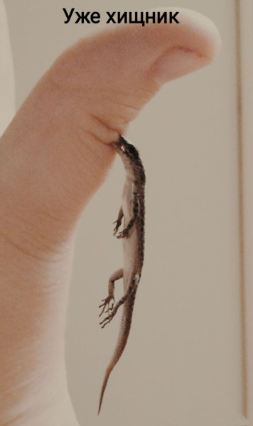 Мем, Рысь Мем, Рысь