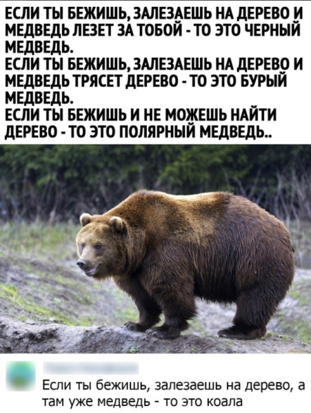 Мем: Если не можешь проснуться зимой, то ты сам медведь, Etomem