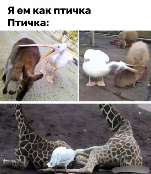 Мем, henh Мем, henh