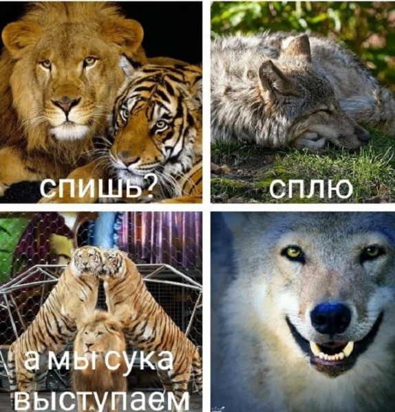 Мем, Кот Отморозкин Мем, Кот Отморозкин