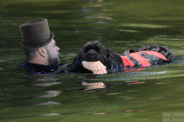 Мем: А собаки лучше