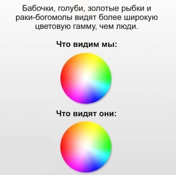 Мем, Смехалка