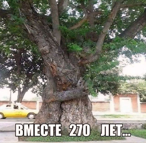 Мем, Ashmedai Мем, Ashmedai