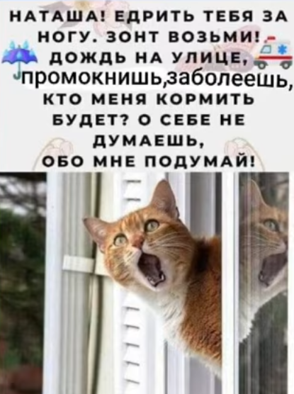 Мем, immar Мем, immar