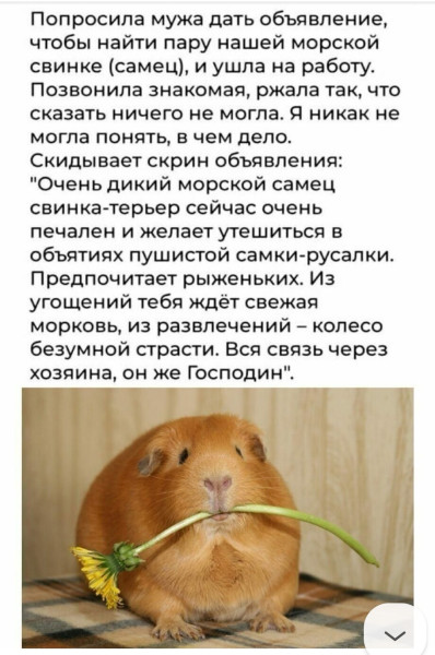 Мем: Мастер объявлений., henh