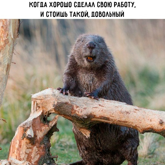 Мем, Смехалка Мем, Смехалка