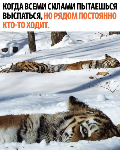 Мем, henh Мем, henh