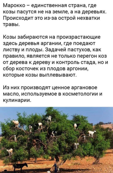 Мем, Смехалка Мем, Смехалка