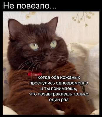 Мем, Mghost