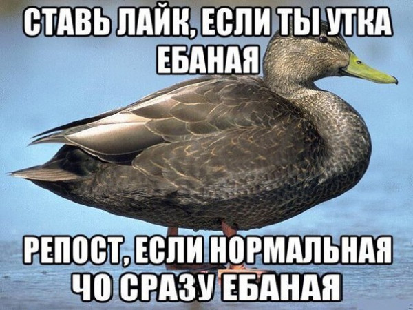 Мем, Кот Отморозкин