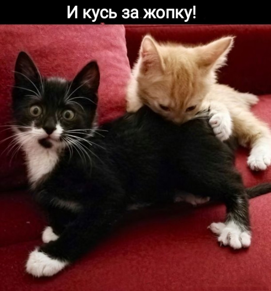 Мем, Рысь