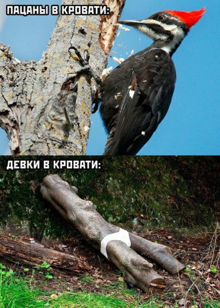 Мем: Юмор для настроения, iteam