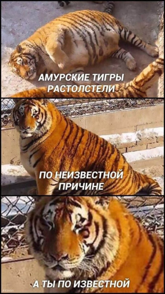Мем: Юмор на день, iteam