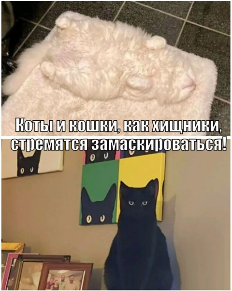Мем: Юмор про котов, iteam