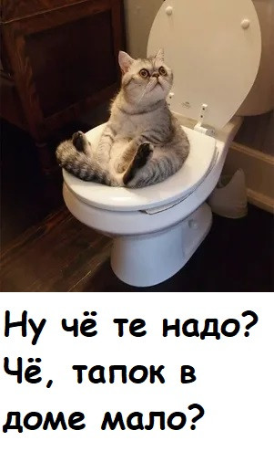 Мем, Лис Интересный