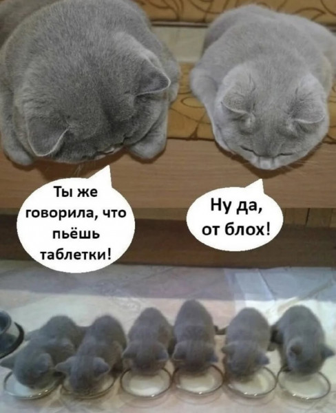 Мем: Таблетки, да не те, iteam