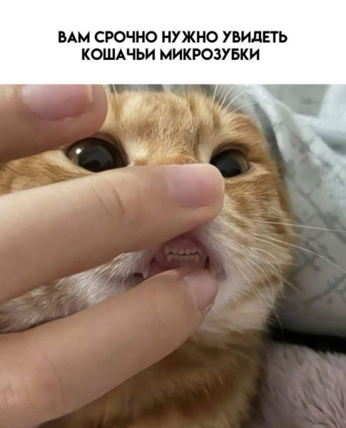 Мем: Юмор на день, iteam