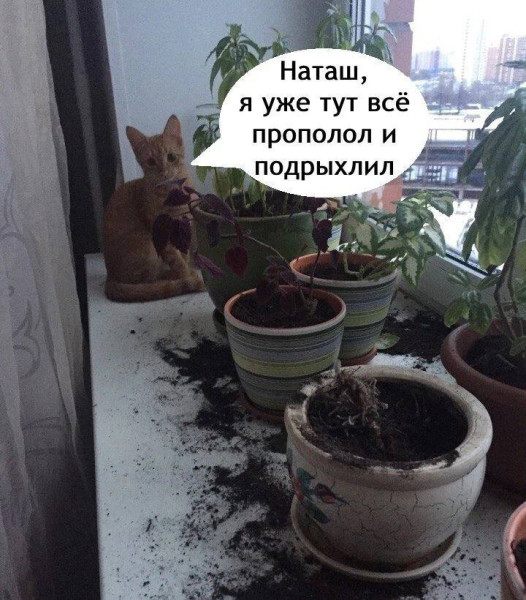 Мем, henh