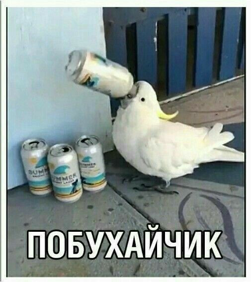 Мем: Любитель пенного, iteam