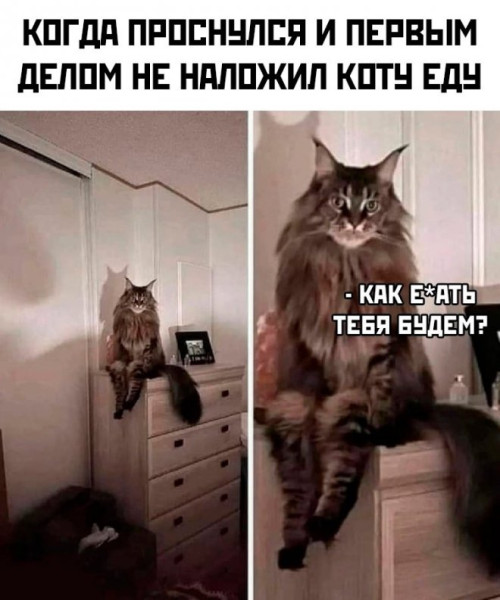 Мем: У кого есть коты?, iteam