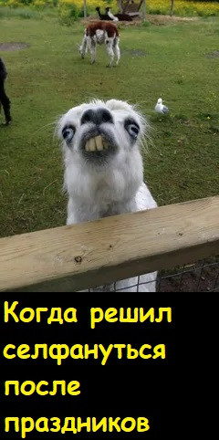 Мем, Лис Интересный