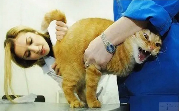 Мем