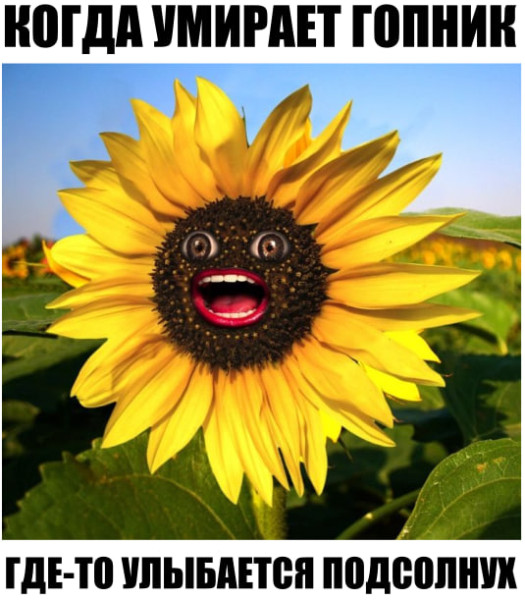 Мем: Когда умирает гопник, Rokot Мем: Когда умирает гопник, Rokot