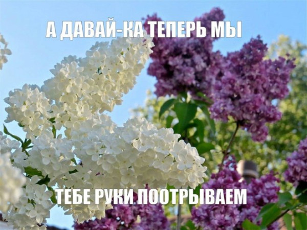 Мем, Смехалка