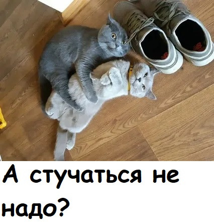 Мем, Лис Интересный