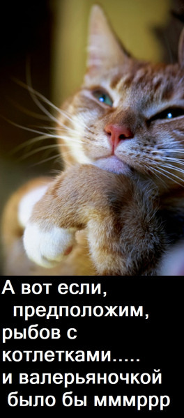Мем, Лис Интересный