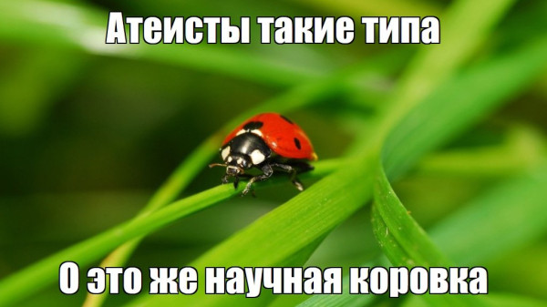 Мем, FDio Мем, FDio