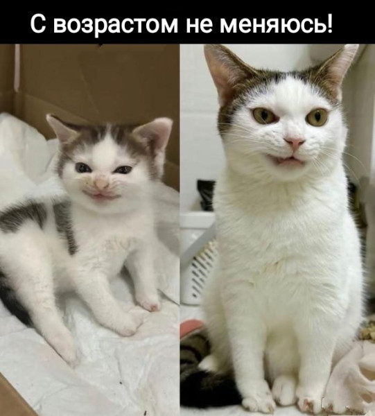 Мем, Рысь