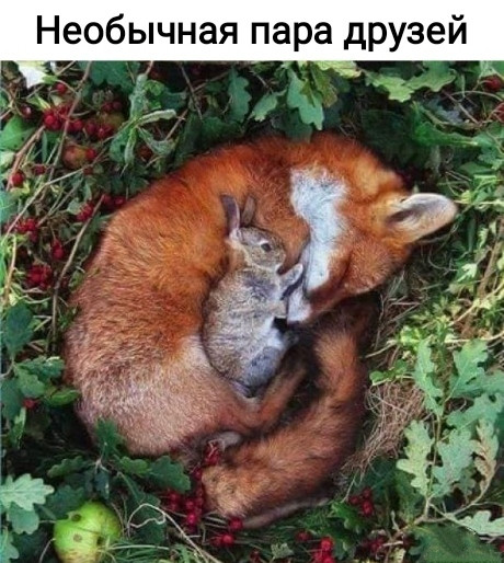 Мем, Рысь