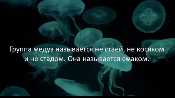 Мем, михельсон